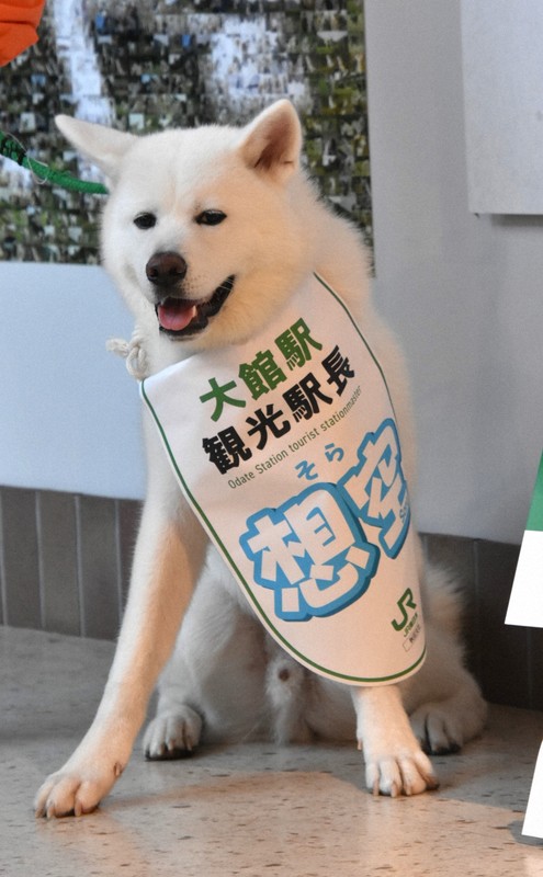 秋田犬「想空」、4代目観光駅長に　おもてなし業務　秋田・大館駅