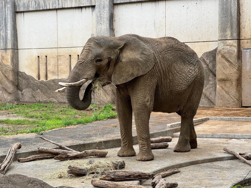 アフリカゾウの人工授精、妊娠に至らず　再挑戦へ　盛岡市動物公園