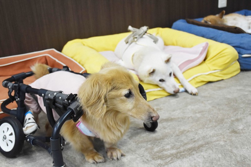 ペットの犬も高齢化　トイレ失敗や昼夜逆転…「介護疲れ」で相談も