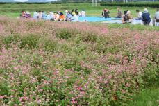 まるで赤いじゅうたん　ソバの花見ごろ　鹿児島・霧島