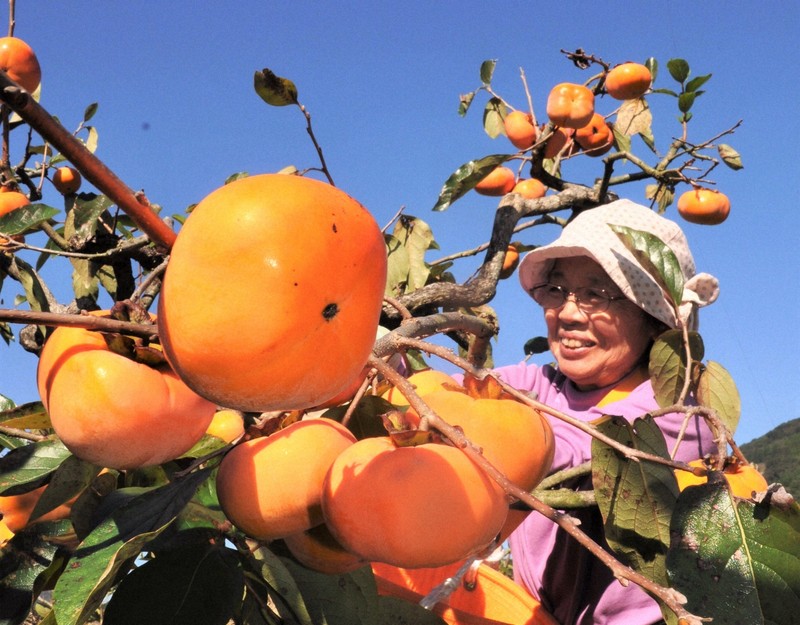 甘くてシャキシャキ　「次郎柿」が収穫期　収量は例年より半減　宮崎