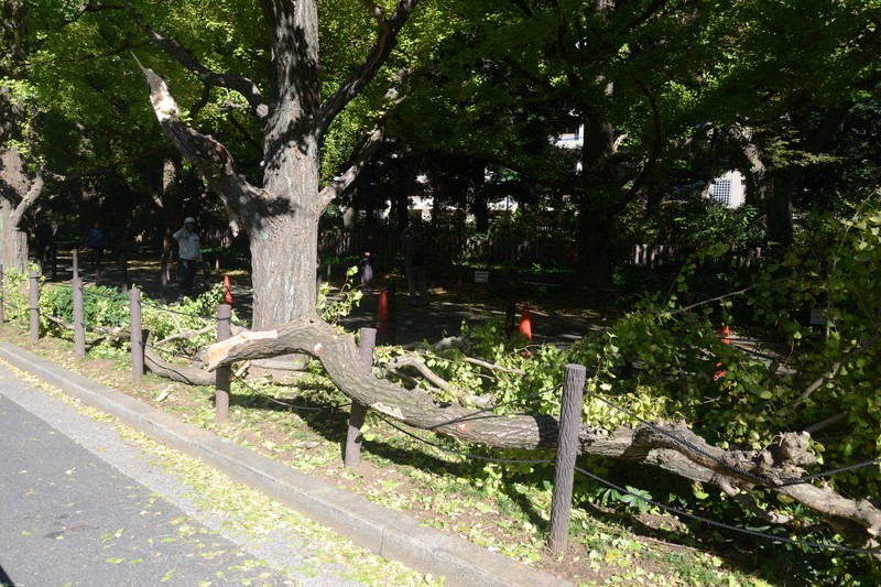 神宮外苑のシンボル、イチョウの枝4本折れる　東京都が原因調査