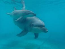 福岡市の水族館でイルカ誕生　「親子で仲良く泳ぐ姿見に来て」