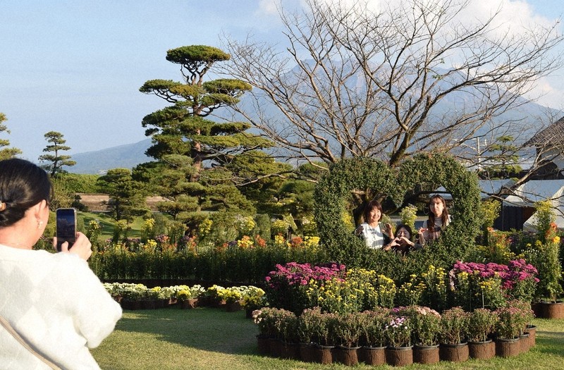 1.5万本のキク、秋の大名庭園彩る　猛暑で遅め　鹿児島・仙巌園