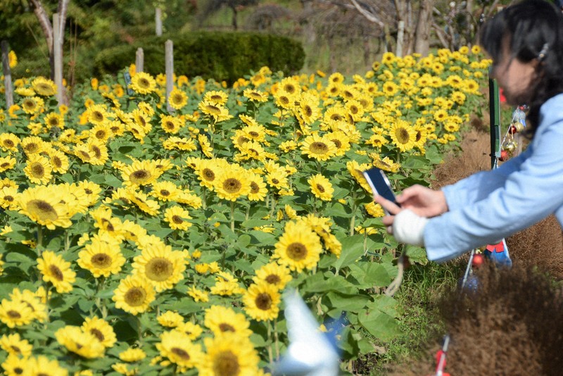 寒風に揺れる「冬のヒマワリ」　神奈川・座間のかにが沢公園で見ごろ