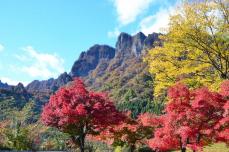 群馬で少し遅い秋　妙義山で紅葉見ごろ　桜山公園で「冬桜」開花