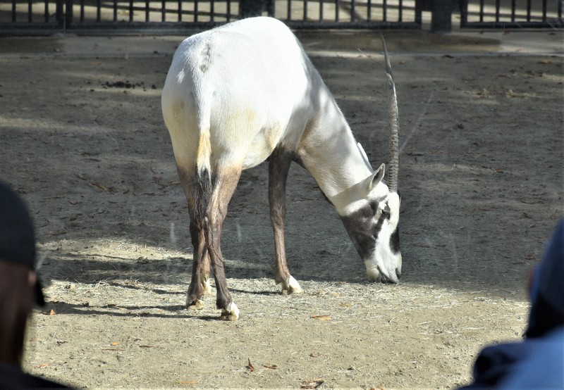 繁殖のためアラビアオリックスお引っ越し　福岡市動物園から横浜へ