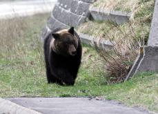 上半期のクマ出没数、全国で過去最多更新　冬眠前の遭遇に要注意