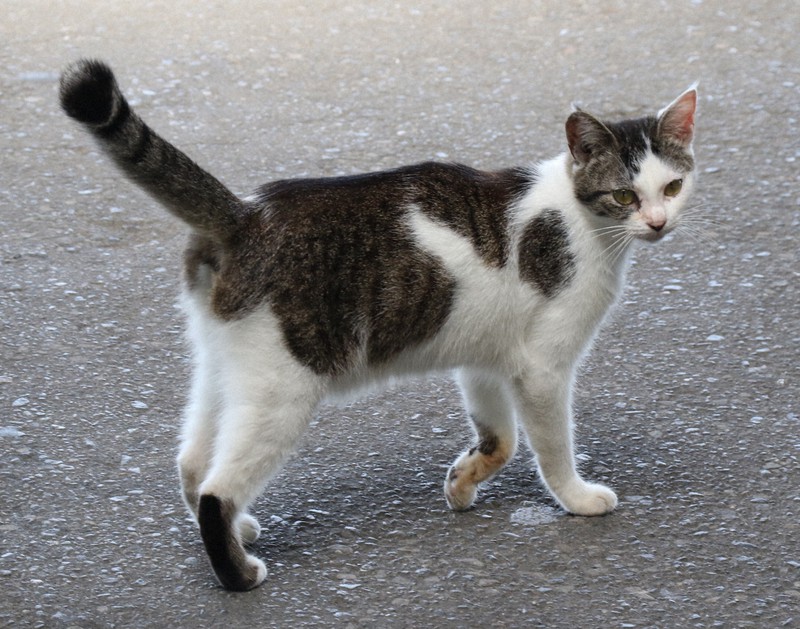 猫飼育のアパート自室、10年以上掃除せず　虐待容疑の会社員逮捕