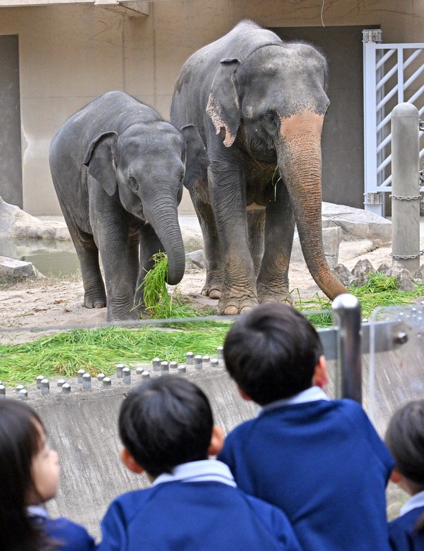 「かわいい」と歓声　福岡市動物園、7年ぶりのアジアゾウ一般公開