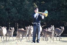 ホルンの音色で大集合　奈良の春日大社で「鹿寄せ」始まる