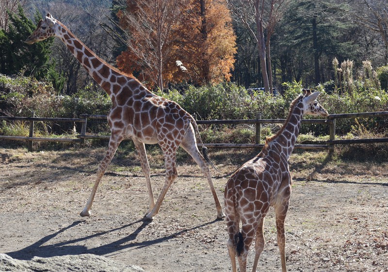 キリンにシマウマ、バイソンも　赤ちゃん続々　富士サファリパーク