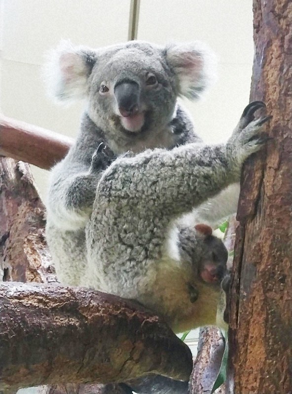 コアラ赤ちゃん、「育児囊」からお目見え　横浜市の金沢動物園