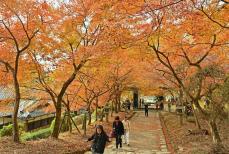 「筑前の小京都」で紅葉がピーク　福岡・朝倉の秋月城跡一帯