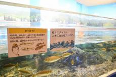 「波は人力です」　日本最古の水族館老朽化、水漏れも　CF支援募る