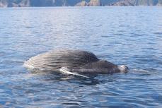 三重・尾鷲沖で体長6メートルのクジラの死骸が漂流