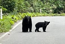 栃木県内のツキノワグマ、推定961頭　5年で1.6倍　対策強化へ