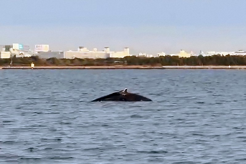 ディズニーリゾート沖にクジラ　体長10m、潮吹き潜る　漁業者撮影