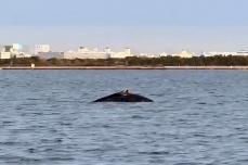 ディズニーリゾート沖にクジラ　体長10m、潮吹き潜る　漁業者撮影