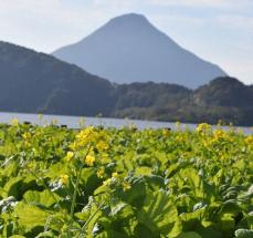 鹿児島・指宿に一番早い春　菜の花咲き始め、23日初摘み