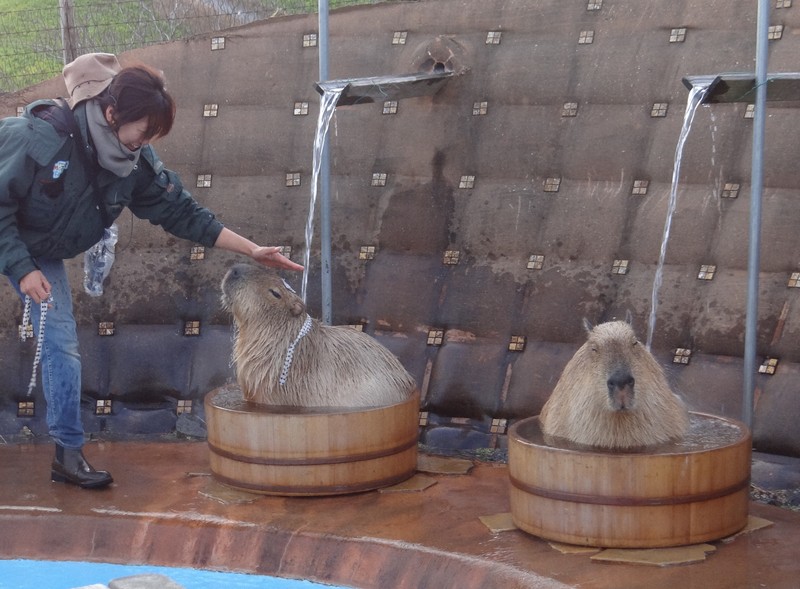 湯がたまるのを待てず…カピバラ2匹、おけで打たせ湯　観客ほっこり