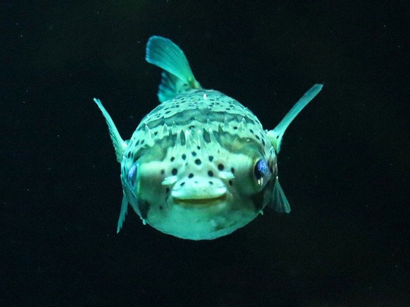 ニッコリ笑ったハリセンボン　正月にちなんだ生き物展示　四国水族館