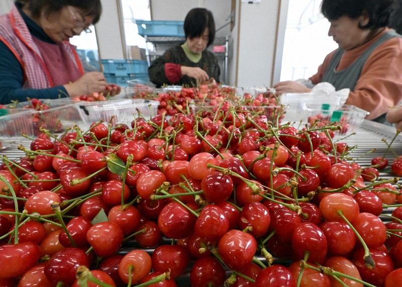 山形・天童で日本一早いサクランボの初出荷　全国の初競りへ