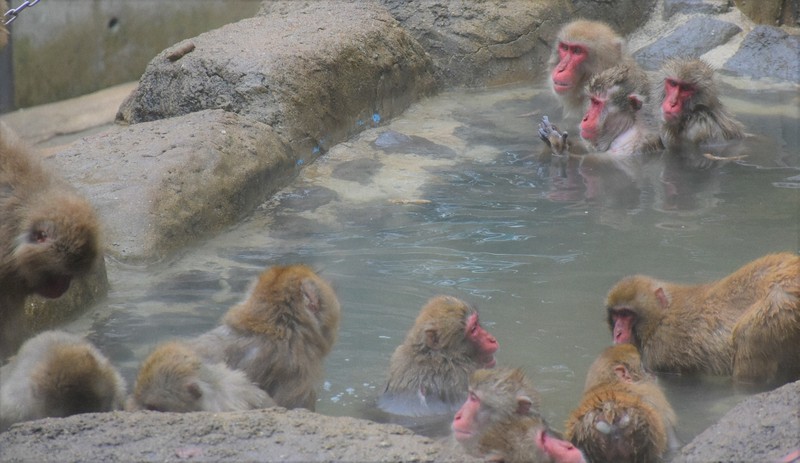 露天風呂は気持ち良い　サルが長湯楽しむ　福岡市動物園