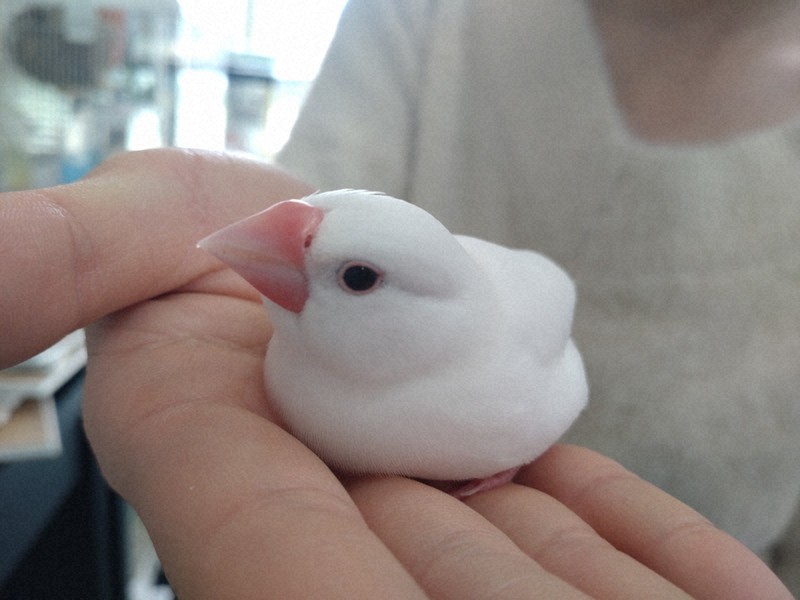 愛らしい看板学芸員“ぶんちゃん”　白文鳥生誕の地で魅力伝える