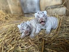 僕たちの名前、選んでね　ホワイトタイガー兄弟　東武動物公園が公開