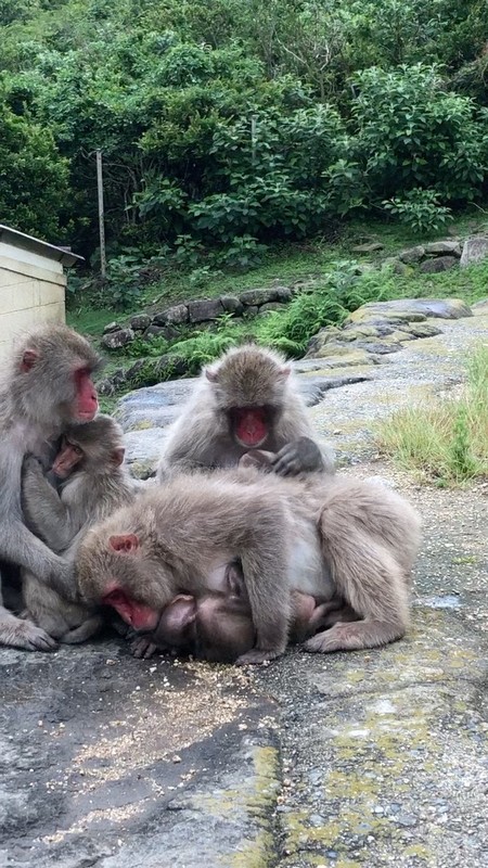 研究者もドキドキ?　ニホンザルが突然ハグ　餌付けの群れで初確認