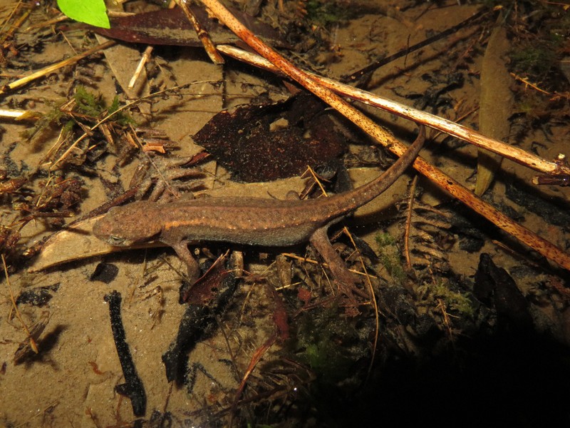 絶滅一転、50年ぶり生息確認　渥美半島にアカハライモリ「渥美種族」