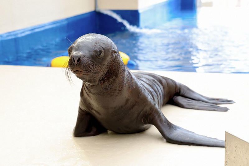 オタリアの赤ちゃん「むぎ」死ぬ　昨年末から離乳準備中　鳥羽水族館