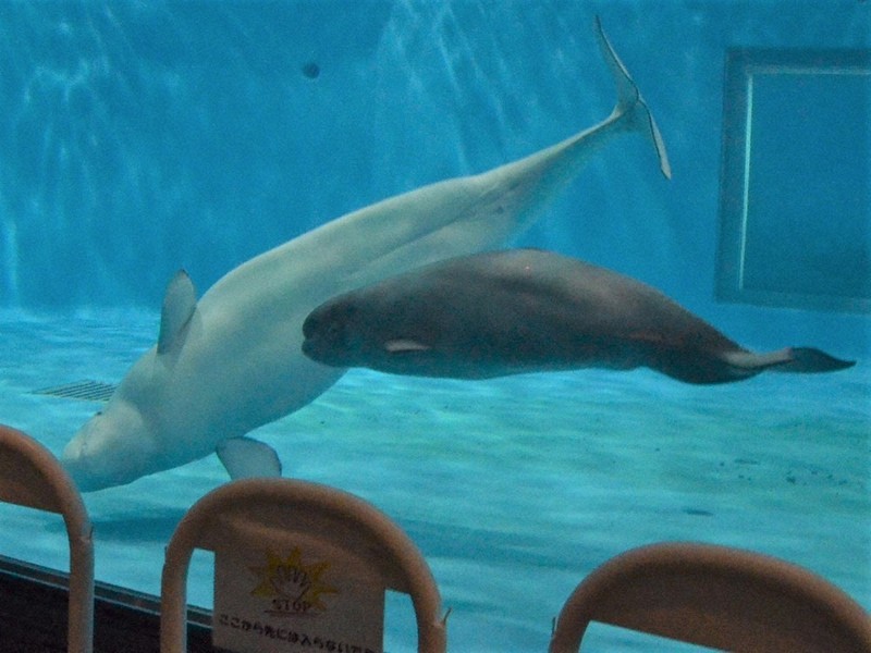 シロイルカの赤ちゃん2頭すくすく　ママに甘える姿も　島根の水族館