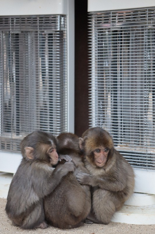 ヒーターでぬくぬく、ぴったり「サル団子」　大分の高崎山自然動物園