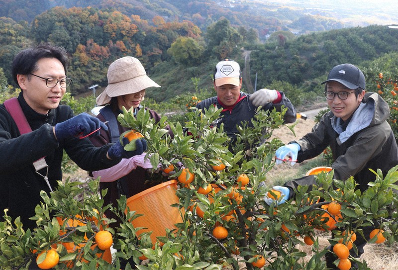 “一年中収穫できる”和歌山・紀の川　援農＆民泊で担い手確保へ