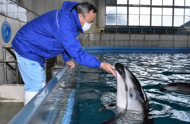 のとじま水族館、イルカとアシカのショー復活へ　「復興の一歩に」