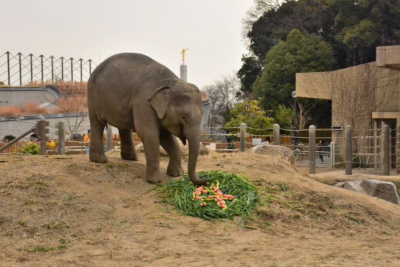 アジアゾウ「わかば」4歳に　ケーキでお祝い　福岡市動物園