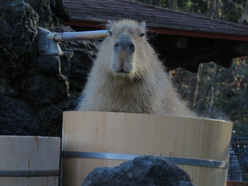 全国のカピバラ4頭が埼玉で長風呂対決　最下位だったのは…