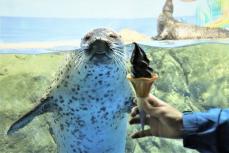 人気の「あざらしソフト」誕生　きっかけはイルカ　新江ノ島水族館　