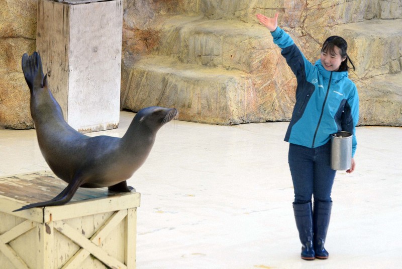 “ベテラン”アシカと初舞台　新人トレーナーがデビュー　鳥羽水族館