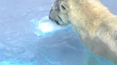 氷のお中元！ホッキョクグマに氷の塊贈る　鹿児島