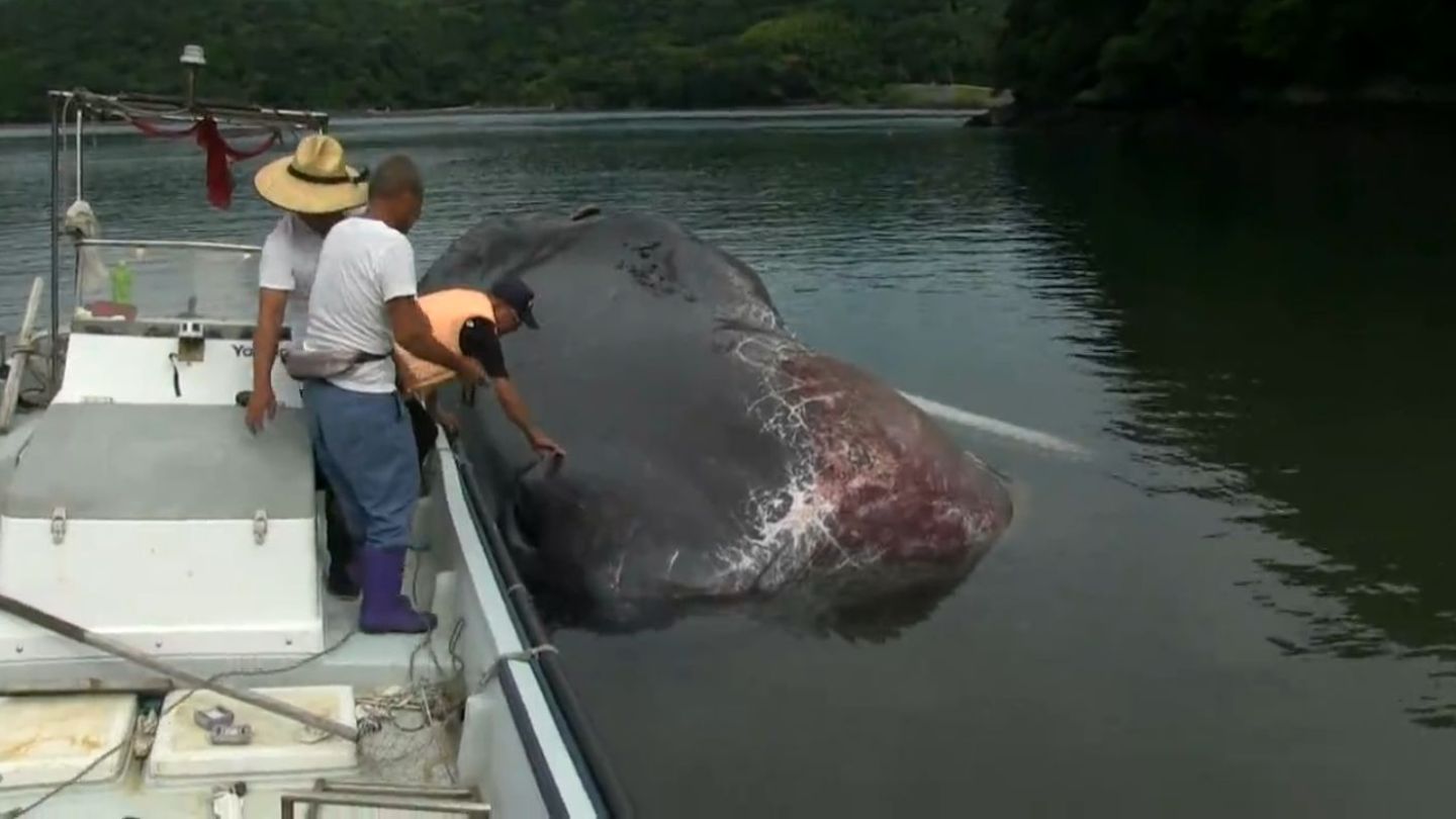 体にいくつもの傷…体長16mのクジラ漂流、死ぬ「よく見たら潮を吹いていた」　鹿児島・黒之瀬戸海峡