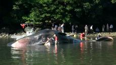 黒之瀬戸海峡で死んだマッコウクジラをかごしま水族館が調査