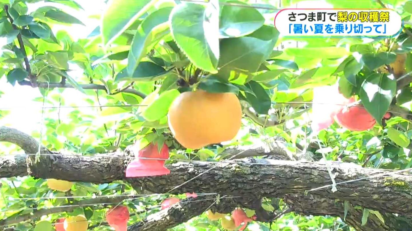 梨の収穫始まる　味も糖度も上々「甘くておいしい」　鹿児島・さつま町