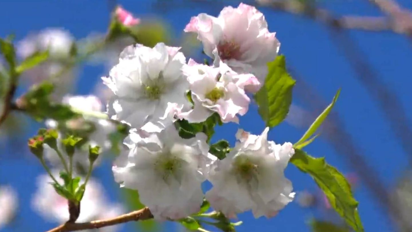 季節外れの桜咲く、気温30度超…なぜ?　秋の桜はいちき串木野市でも　鹿児島