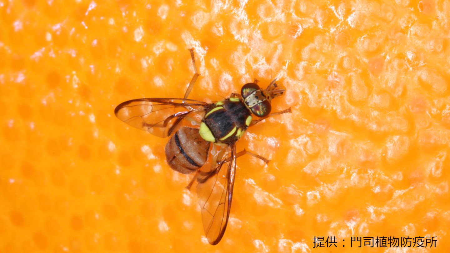 県本土で3年ぶり確認　果実など腐らせる害虫ミカンコミバエ　鹿児島