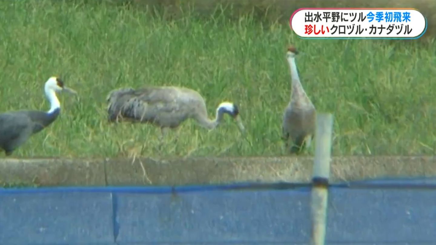 出水平野にツル第一陣　珍しいクロヅルとカナダヅルの姿も　鹿児島