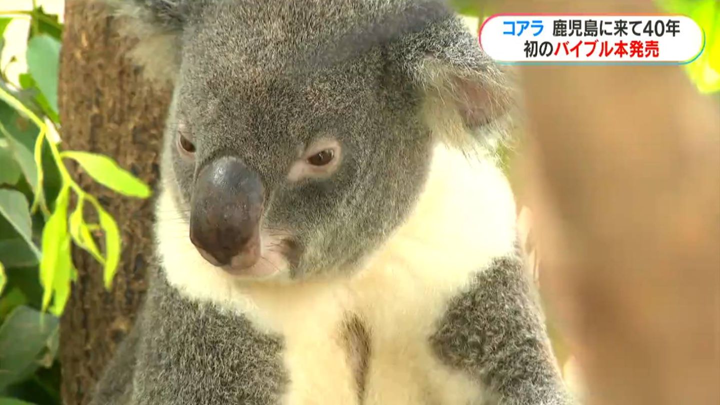 コアラ来鹿40年記念“コアラのバイブル本”発売中　40年の歴史や秘密・飼育の裏側に迫る