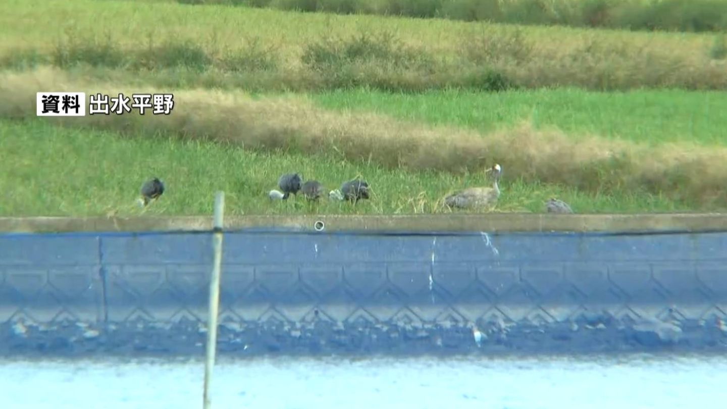 出水市　水鳥のねぐらから高病原性鳥インフルエンザ検出